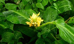 Goeppertia macrosepala