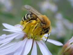 Colletes halophilus