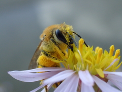 Colletes halophilus