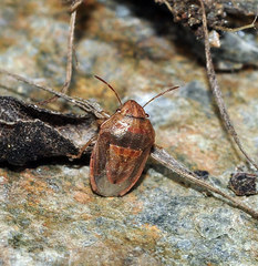 Neottiglossa bifida