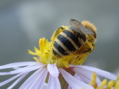 Colletes halophilus