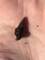 Cerithideopsis californica