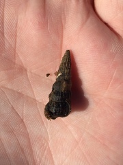 Cerithideopsis californica