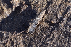 Cerithideopsis californica