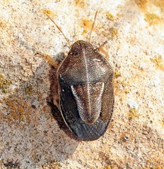 Neottiglossa flavomarginata