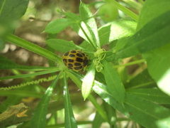 Epilachna paenulata