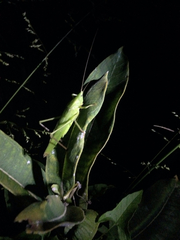 Neoconocephalus robustus