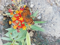Phyciodes graphica