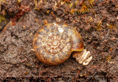 Stephanoda binneyana