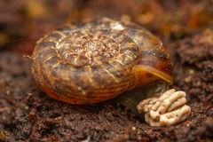 Stephanoda binneyana