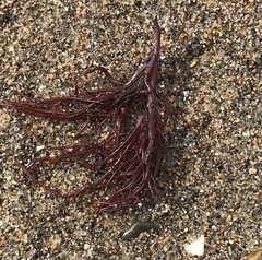 Sarcodiotheca