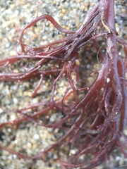 Sarcodiotheca