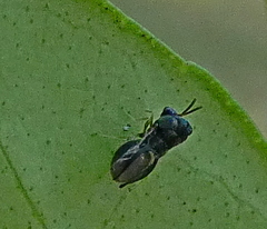 Eucharitinae