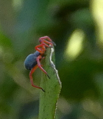 Trachelopachys