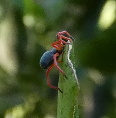 Trachelopachys