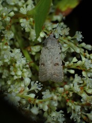 Caradrina kadenii