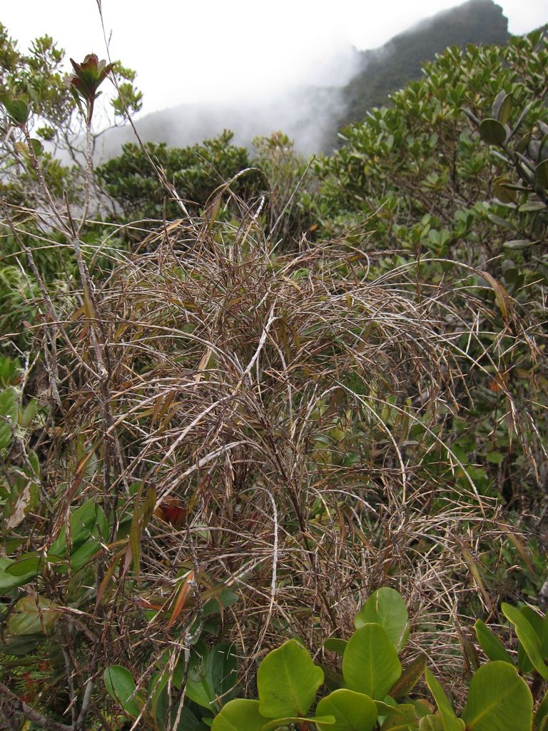 Oldeania marojejyensis