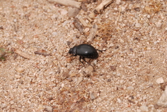 Gyriosomus