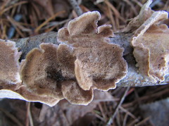 Steccherinum bourdotii