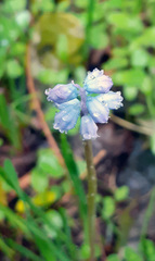 Muscari parviflorum