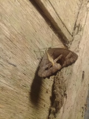 Posttaygetis penelea