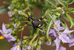 Rhyephenes