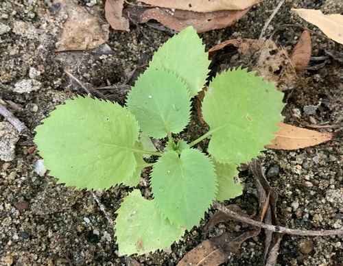 Mexican Elder seedling