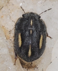 Odontoscelis lineola