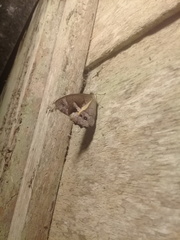 Posttaygetis penelea