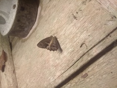 Posttaygetis penelea