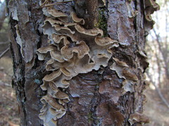 Amylostereum laevigatum