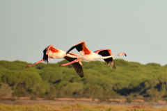 Phoenicopterus roseus