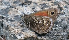 Cosmosatyrus leptoneuroides