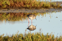 Tringa totanus