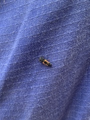Harmonia axyridis