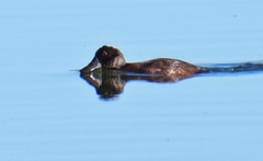 Oxyura