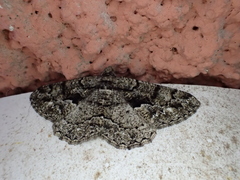 Peribatodes ilicaria