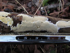 Gloeoporus pannocinctus