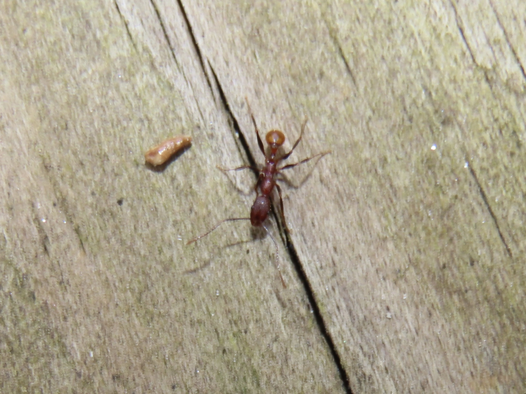 Aphaenogaster lamellidens