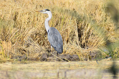 Ardea cinerea