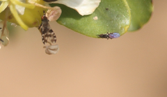 Trixoscelis chilensis