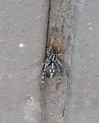 Nyssus
