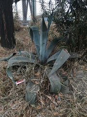 Agave