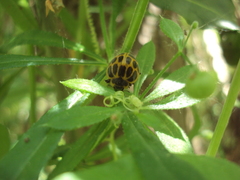 Epilachna paenulata