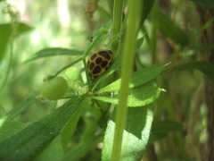 Epilachna paenulata