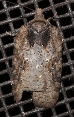 Acleris chalybeana