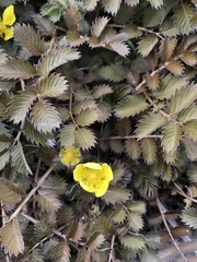 Argentina anserinoides