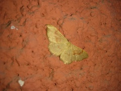 Idaea rubraria