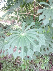 Manihot grahamii