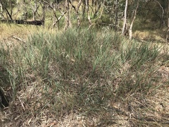 Dianella amoena